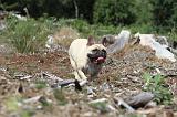 BOULEDOGUE FRANCAIS 043
